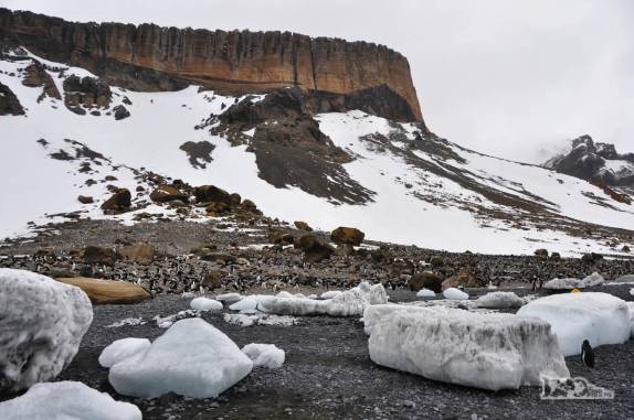 Pinguins, gelo, neve e rochas: visual de Brown Bluff, na península antártica